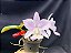 Cattleya Nobilior Suave Perola Carol - Adulta - Imagem 6