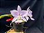 Cattleya Nobilior Suave Perola Carol - Adulta - Imagem 7