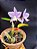 Cattleya Nobilior DF Coerulense - NT - Adulta - Imagem 3