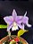 Cattleya Nobilior DF Coerulense - NT - Adulta - Imagem 2
