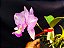 Cattleya Nobilior Labeloide Olhos de Gato - Adulta - Imagem 1