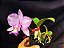 Cattleya Nobilior Labeloide Olhos de Gato - Adulta - Imagem 3