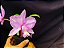 Cattleya Nobilior Labeloide Olhos de Gato - Adulta - Imagem 4