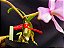 Cattleya Nobilior Labeloide Olhos de Gato - Adulta - Imagem 5