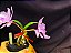 Cattleya Nobilior Labeloide Olhos de Gato - Adulta - Imagem 6