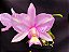 Cattleya Nobilior Labeloide Olhos de Gato - Adulta - Imagem 2