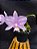 Cattleya Nobilior Labeloide Olhos de Gato - Adulta - Imagem 9