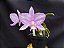 Cattleya Nobilior Labeloide Olhos de Gato - Adulta - Imagem 10