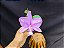 Cattleya Nobilior Labeloide Charmosa - Adulta - Imagem 1