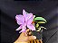 Cattleya Nobilior Labeloide Charmosa - Adulta - Imagem 2