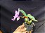 Cattleya Nobilior Labeloide Charmosa - Adulta - Imagem 3