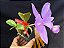 Cattleya Nobilior Labeloide Charmosa - Adulta - Imagem 7