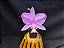 Cattleya Nobilior Labeloide Charmosa - Adulta - Imagem 8