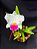 Cattleya Final Touche x Mikke Nagata - Adulta - Imagem 2