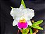 Cattleya Final Touche x Mikke Nagata - Adulta - Imagem 3