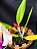 Cattleya Final Touche x Mikke Nagata - Adulta-2 - Imagem 2