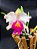 Cattleya Final Touche x Mikke Nagata - Adulta-2 - Imagem 4