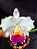 Cattleya Final Touche x Mikke Nagata - Adulta-3 - Imagem 1