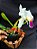Cattleya Final Touche x Mikke Nagata - Adulta-3 - Imagem 3