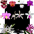 Kit de 10 Orquideas Selecionadas - Cod 10119 - Imagem 1