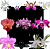 Kit de 10 Orquideas Selecionadas - Cod 10122 - Imagem 1