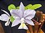 Cattleya Nobilior Coerulea Sky Blue - Adulta - Imagem 1