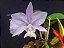 Cattleya Nobilior Coerulea Summer sky - Adulta - Imagem 3