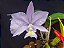 Cattleya Nobilior Coerulea Summer sky - Adulta - Imagem 4