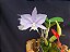 Cattleya Nobilior Coerulea Summer sky - Adulta - Imagem 2