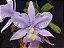 Cattleya Nobilior Coerulea Blue Dew - Adulta - Imagem 1