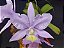 Cattleya Nobilior Coerulea Blue Dew - Adulta - Imagem 3
