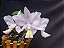 Cattleya Nobilior Coerulea Deep Sea - Adulta - Imagem 1