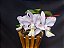 Cattleya Nobilior Coerulea Deep Sea - Adulta - Imagem 3