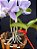 Cattleya Nobilior Coerulea Blue Cristal - Adulta - Imagem 3
