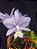 Cattleya Nobilior Coerulea Serena - Adulta - Imagem 1