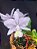 Cattleya Nobilior Coerulea Serena - Adulta - Imagem 2