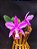 Cattleya Nobilior Flamea Heart - Adulta - Imagem 3