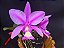 Cattleya Nobilior Flamea Heart - Adulta - Imagem 1