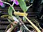 Cattleya Nobilior Flamea Celestial - Adulta - Imagem 3