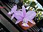 Cattleya Nobilior Labeloide Tesouro Natural - Adulta - Imagem 2
