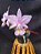 Cattleya Nobilior Concolor Solara - Adulta - Imagem 4