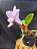 Cattleya Nobilior Concolor Solara - Adulta - Imagem 2