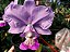 Cattleya Nobilior Amaliae Flor de Jade - Adulta - Imagem 3
