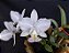 Cattleya Nobilior Amaliae Amestista -01 - Adulta - Imagem 1