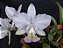 Cattleya Nobilior Amaliae Amestista -01 - Adulta - Imagem 2