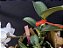 Cattleya Nobilior Amaliae Amestista -01 - Adulta - Imagem 4