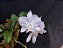 Cattleya Nobilior Amaliae Amestista -02 - Adulta - Imagem 2