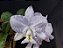 Cattleya Nobilior Amaliae Amestista -02 - Adulta - Imagem 3
