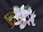 Cattleya Nobilior Amaliae Amestista -02 - Adulta - Imagem 4