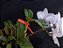 Cattleya Nobilior Amaliae Amestista -02 - Adulta - Imagem 5